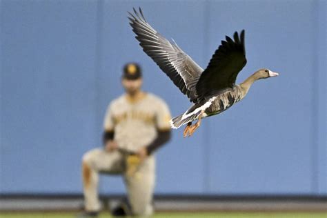 A Closer Look: The Symbolism Behind the Dodgers' Goose Curde